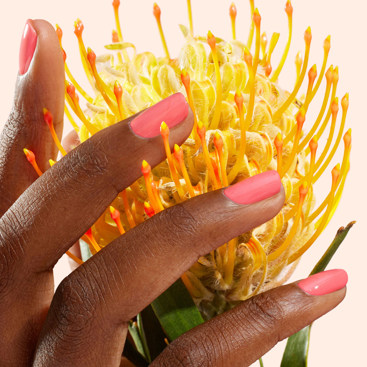 A close-up of a hand with smooth skin and glossy Capucine bright pink polish by Manucurist gently touching a vivid yellow pincushion flower with orange-tipped petals.