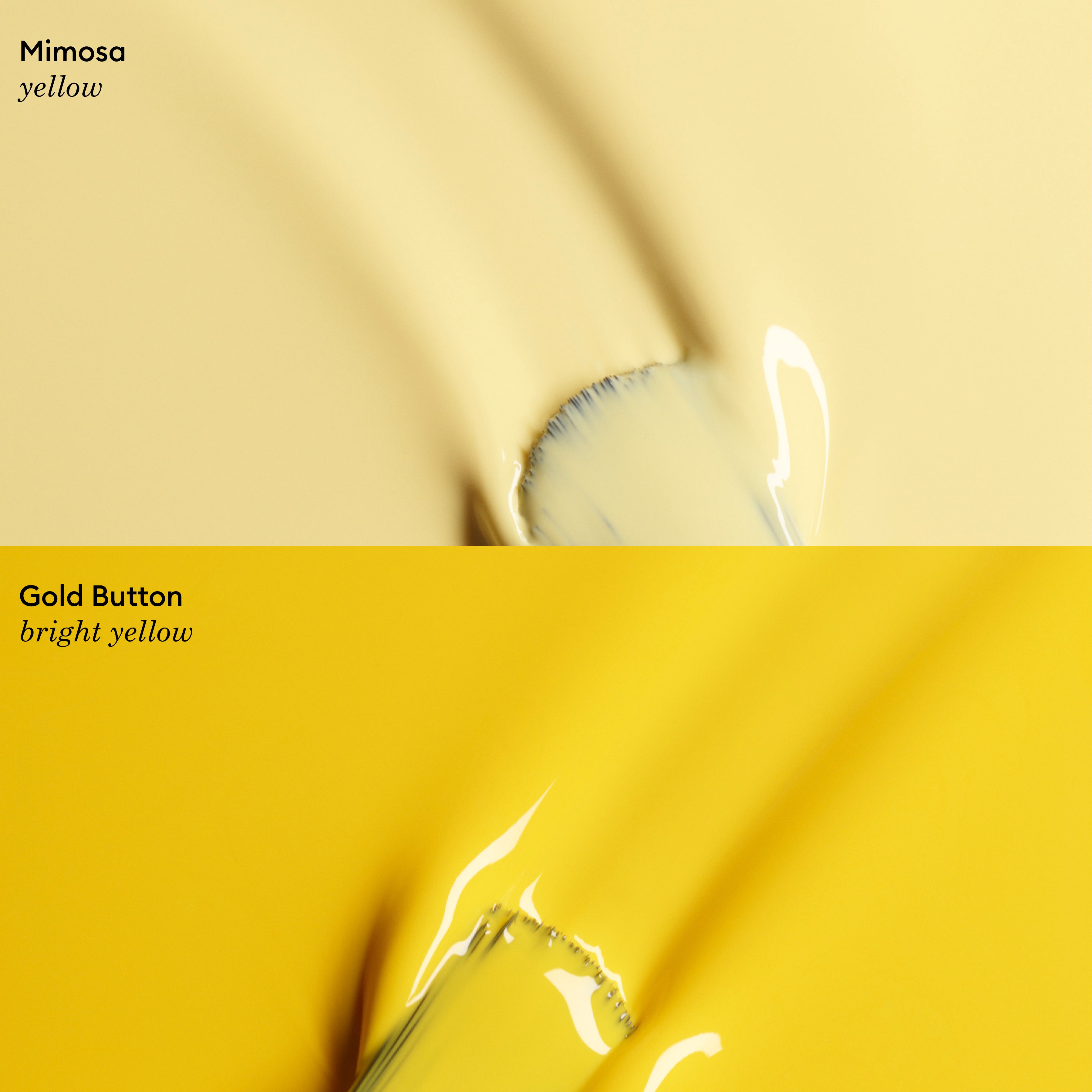 Mimosa